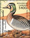 Baikal Teal (Anas formosa)